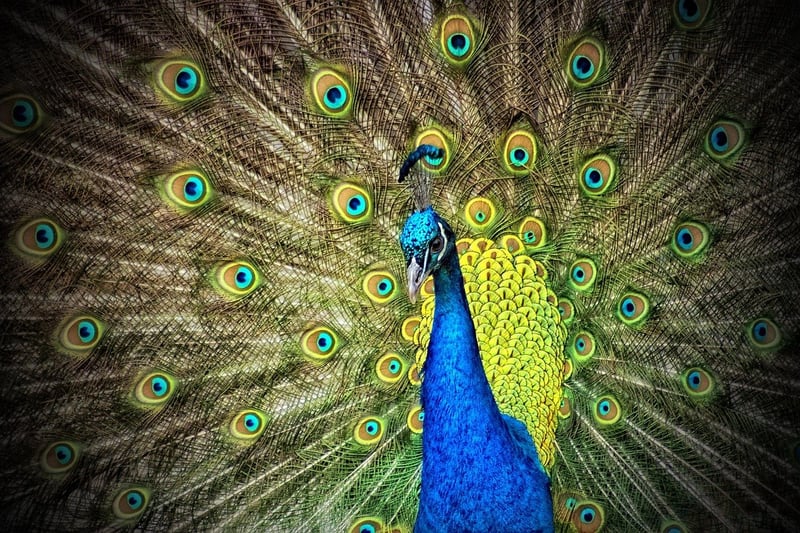 Artistic Displays